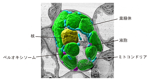 以三维方式重现整个植物细胞 – 以纳米级探索光相关器官的变化 – - 敬一博客
